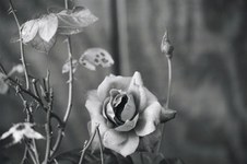 Enlarge photo 60