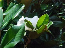 Enlarge photo 29