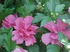 Enlarge photo 30