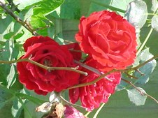 Enlarge photo 31