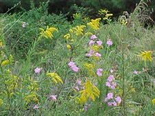 Enlarge photo 41