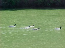 Enlarge photo 27