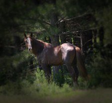 Enlarge photo 131