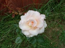 Enlarge photo 59