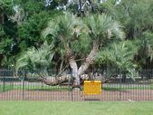 Enlarge photo 36