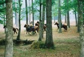 Enlarge photo 119