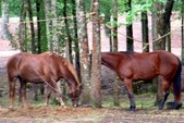 Enlarge photo 63