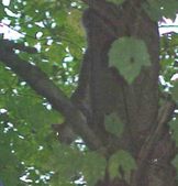 Enlarge photo 59