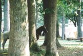 Enlarge photo 52