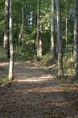 Enlarge photo 78