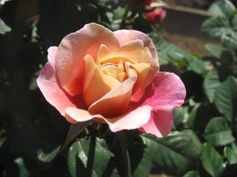 Enlarge photo 15