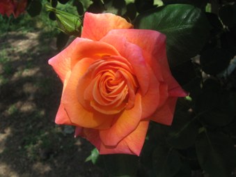 Enlarge photo 14