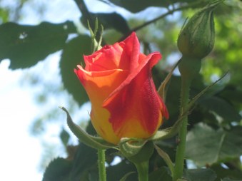 Enlarge photo 16