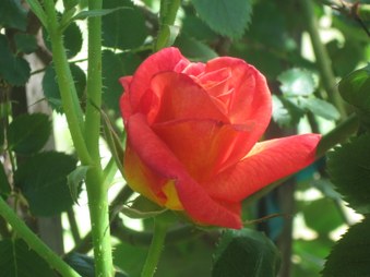 Enlarge photo 20