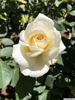 Enlarge photo 7