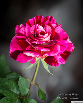 Enlarge photo 5
