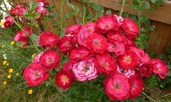 Enlarge photo 12