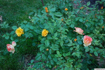 Enlarge photo 31