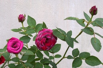 Enlarge photo 6