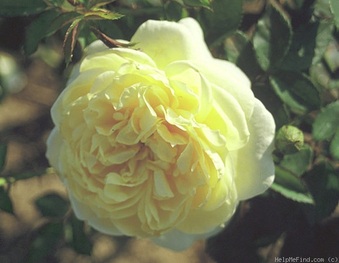 Enlarge photo 21