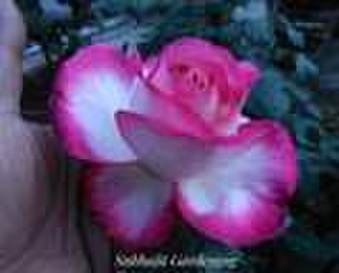 Enlarge photo 22