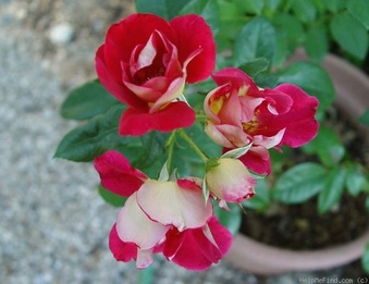 Enlarge photo 26