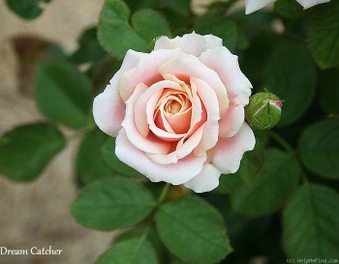 Enlarge photo 17