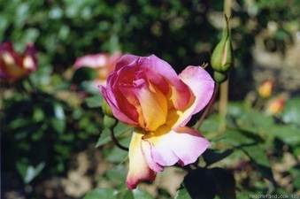 Enlarge photo 13