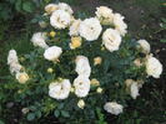 Enlarge photo 19