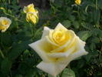 Enlarge photo 23