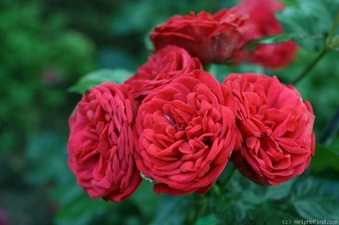 Enlarge photo 7