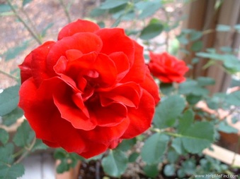 Enlarge photo 10