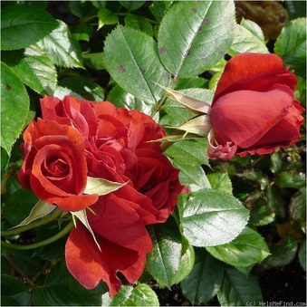 Enlarge photo 33