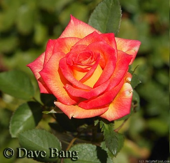 Enlarge photo 9