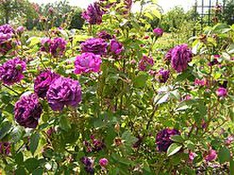 Enlarge photo 26