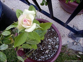 Enlarge photo 18