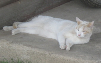 Enlarge photo 11