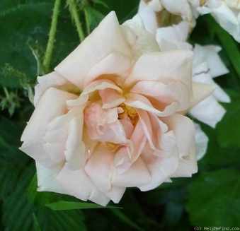 Enlarge photo 27