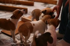 Favorite Rebel Shots