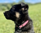German Shepherd Puppies
