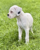 Boxer Puppies 2026