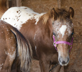 Foals of 2015