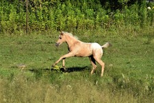 Enlarge photo 47