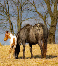 Enlarge photo 30