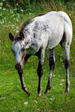 Enlarge photo 68