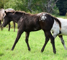 Enlarge photo 108