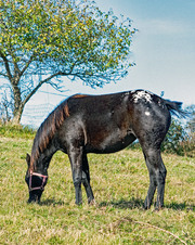 Enlarge photo 44