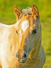 Enlarge photo 95