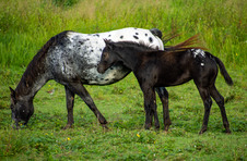 Enlarge photo 90