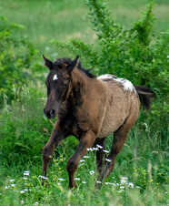 Enlarge photo 87